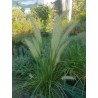 Pennisetum blanc (الثيوم الأبيض)