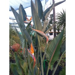 Strelitzia reginae (عصفور الجنة الملكي)