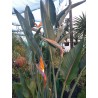 Strelitzia reginae (عصفور الجنة الملكي)