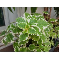 Plectranthus (البلكترانتا)