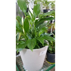 spathiphyllum