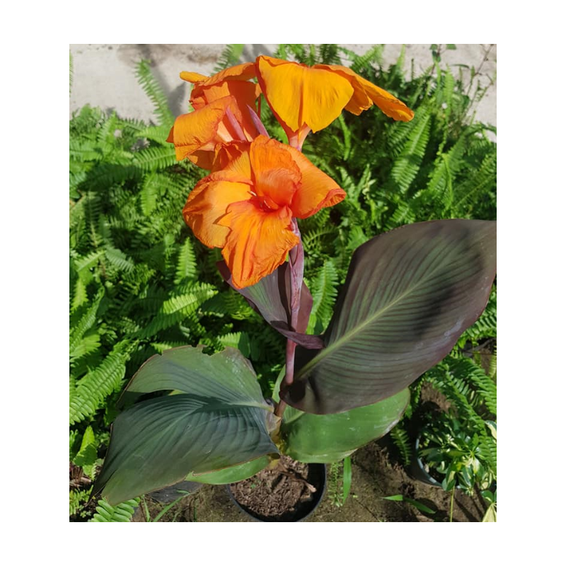 CANNA ROUGE