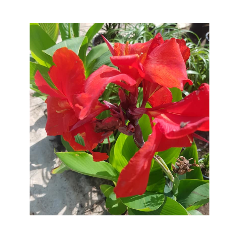 Canna feuille verte