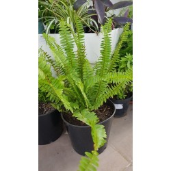 Nephrolepis exaltata (السرخس)