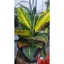Croton (الكروتون المتباين)