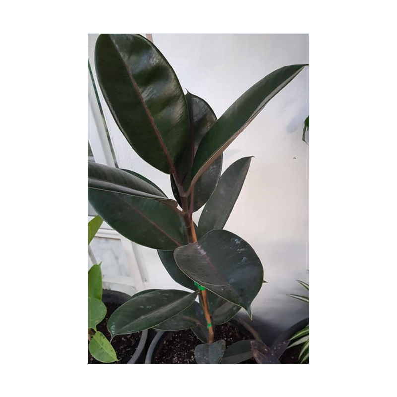 Ficus elastica robusta (التين المرن)