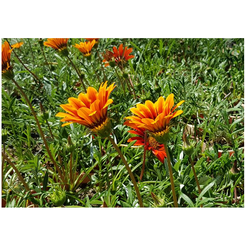 Gazania (الغازانيا)