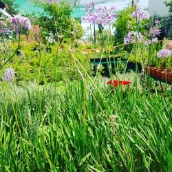 Tulbaghia (التلباغيا البنفسجية)