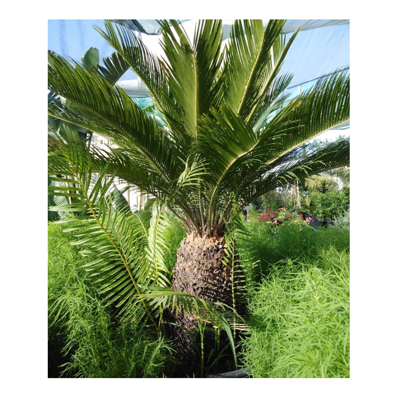 Cycas revoluta (السيكاس الياباني)
