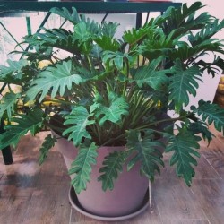 POT CAPRI ROND TAUPE