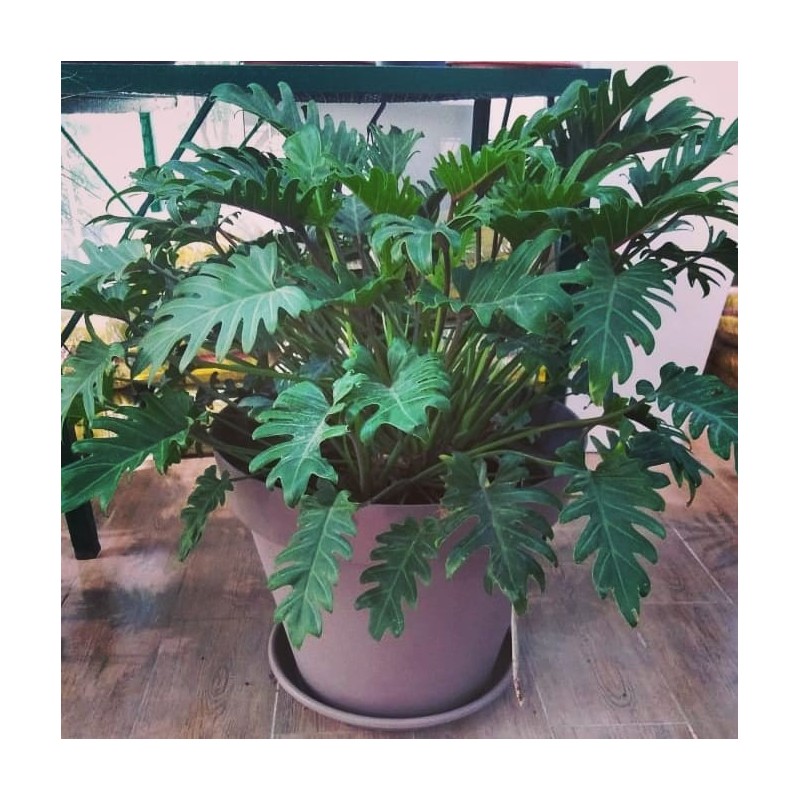 POT CAPRI ROND TAUPE