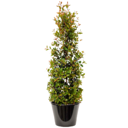 EUGENIA NEWPORT (يوجينيا )