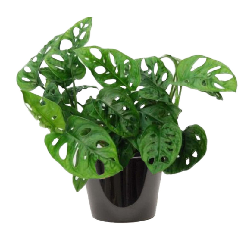 MONSTERA MONKY MASK ( مونستيرا مونكي)