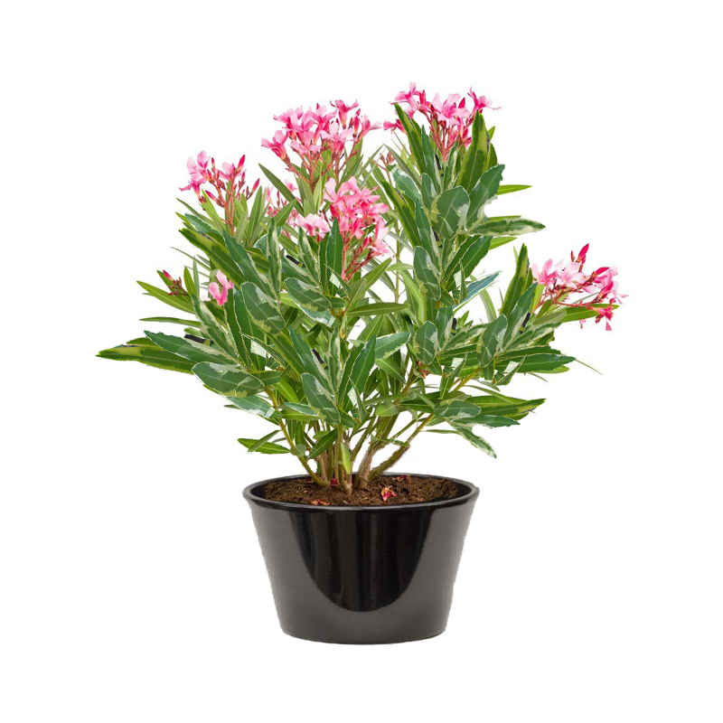 LAURIER PANACHÉ ( دفلى ملونة )