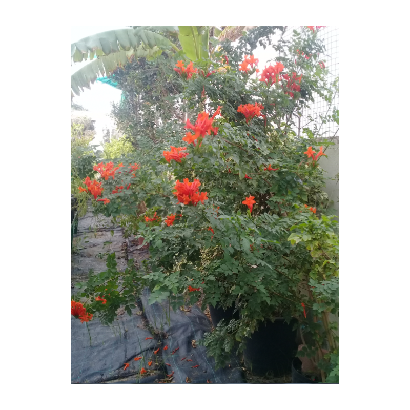 Tecoma orangé (التيكومة المتسلقة)