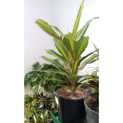 Cordyline fructicosa (الكوردلين)