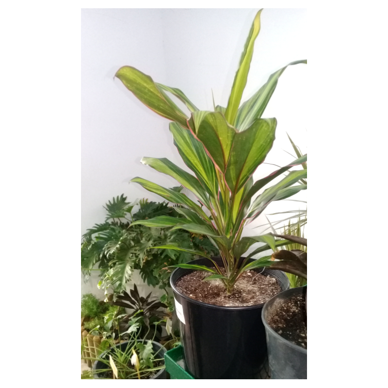 Cordyline fructicosa (الكوردلين)