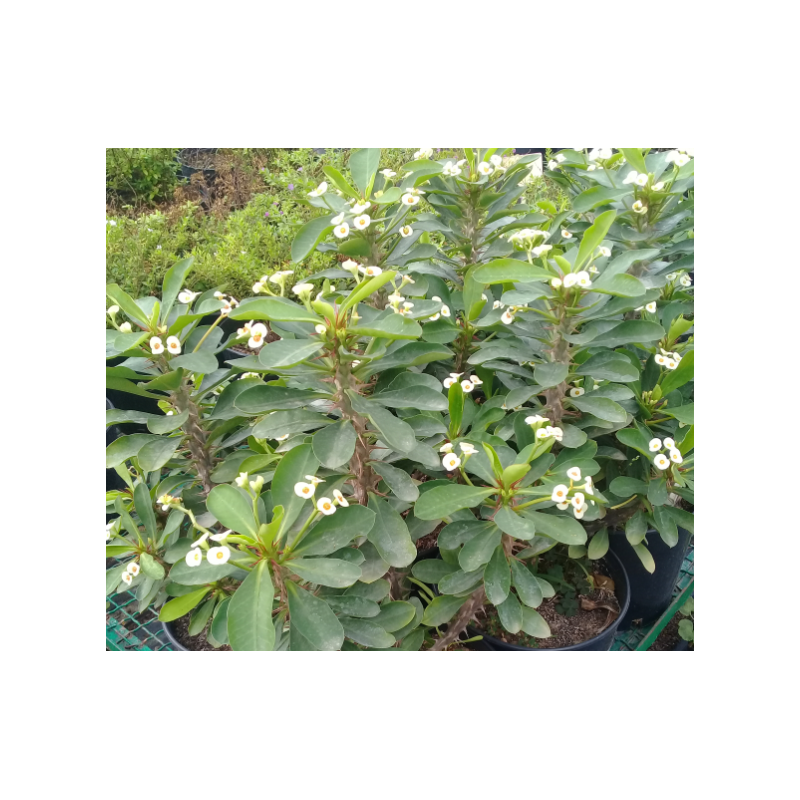Euphorbia milii blanc