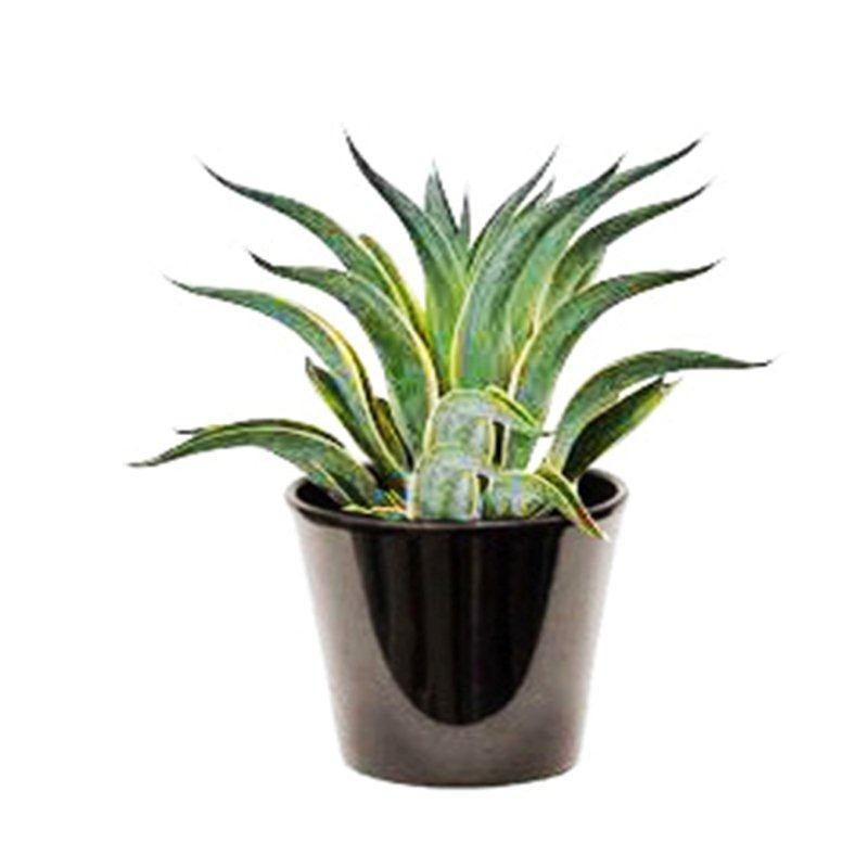 agave attenuata variegata (أجاف اتنيواتا ملونة)