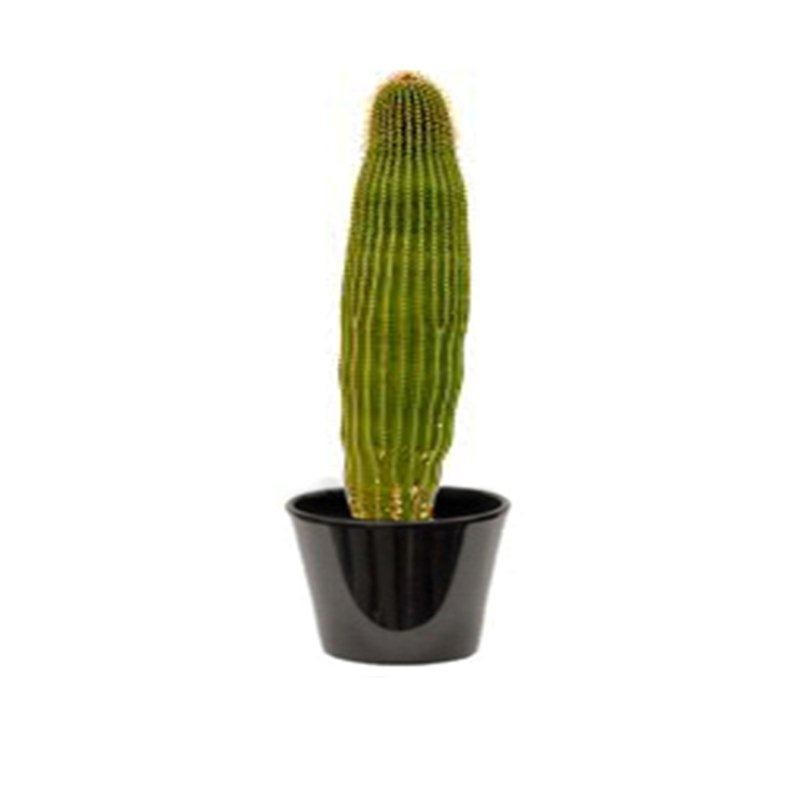 Neobuxebomea polylopha (نيوبوكسبوميا)