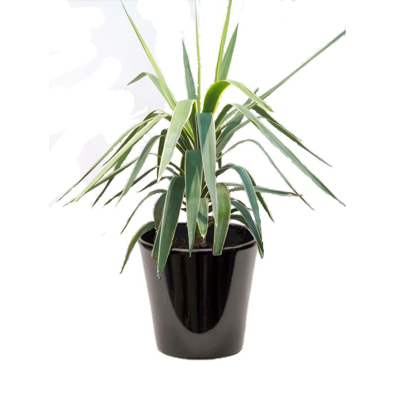 Yucca pannaché (اليوكا الملونة)