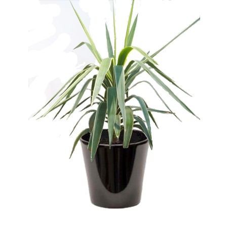 Yucca pannaché (اليوكا الملونة)