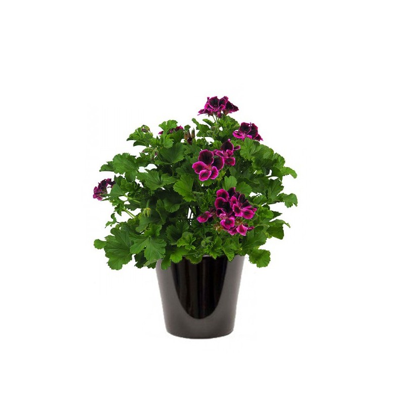 Géranium à grandes fleurs (بيلارجونيوم)