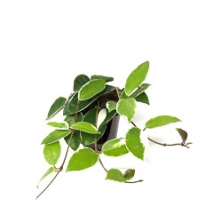 Hoya a feuille panachée