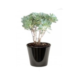 Aeonium haworthii (زهرة هاورث)