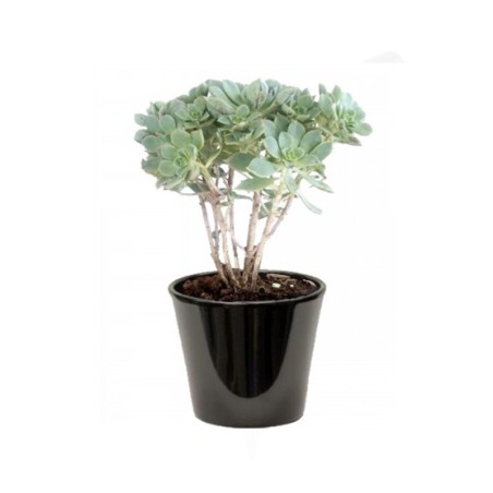 Aeonium haworthii (زهرة هاورث)