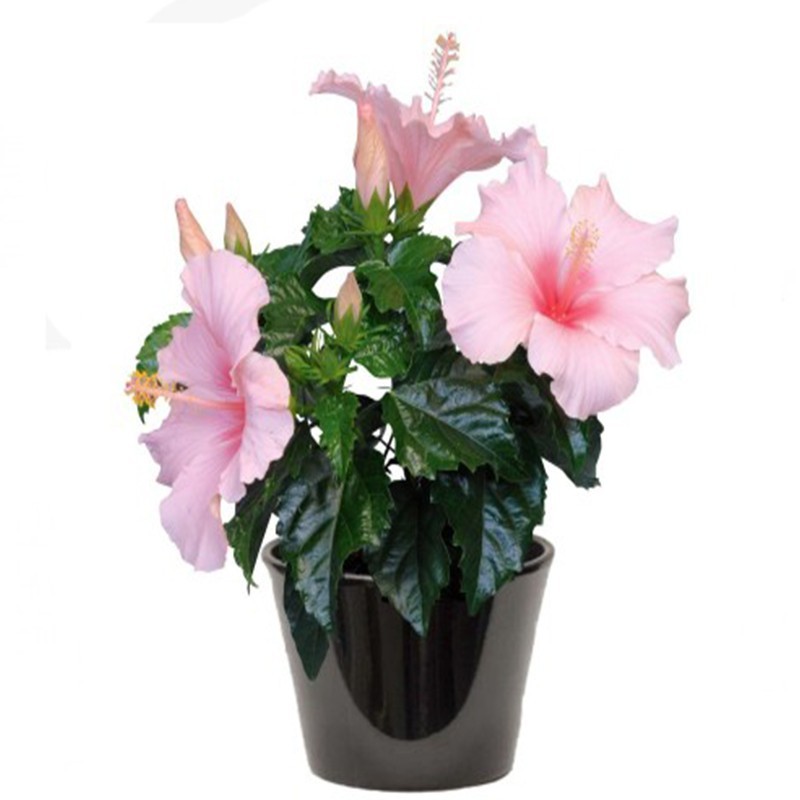 Hibiscus à fleur rose (الخطمي ذو الزهرة الوردية)