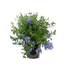Plumbago (الرصاصية الزرقاء)