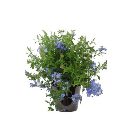 Plumbago (الرصاصية الزرقاء)