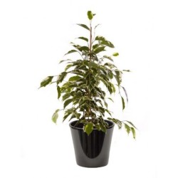 Ficus golden (التين الذهبي)