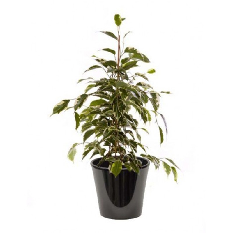 Ficus golden (التين الذهبي)