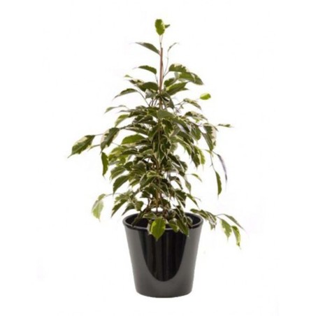 Ficus golden (التين الذهبي)