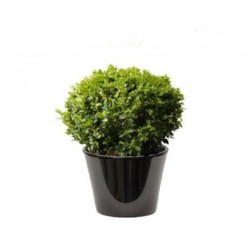 Buis (الشمشير)