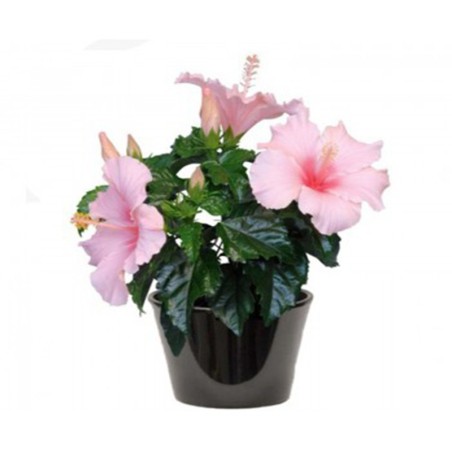 Hibiscus à fleur rose (الخطمي ذو الزهرة الوردية)