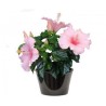 Hibiscus à fleur rose (الخطمي ذو الزهرة الوردية)