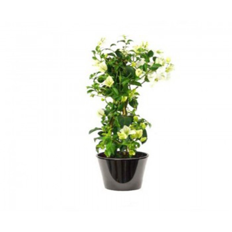 Bougainvillier à fleur blanche ( البوغنفيلة ذات الزهرة البيضاء )