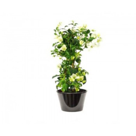 Bougainvillier à fleur blanche ( البوغنفيلة ذات الزهرة البيضاء )