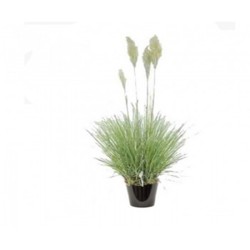 Gynerium (نبات السد)