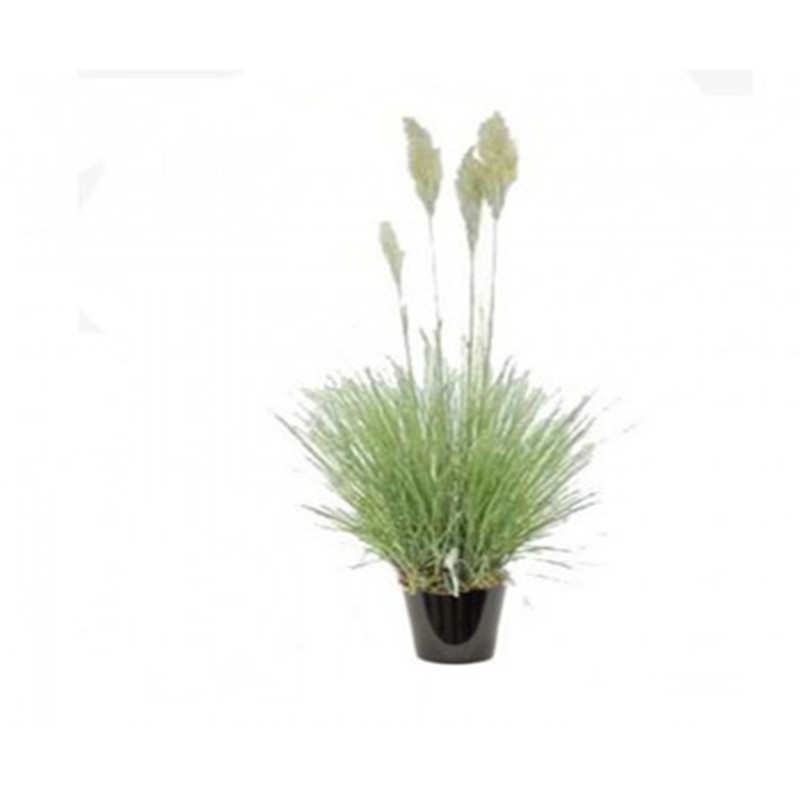 Gynerium (نبات السد)