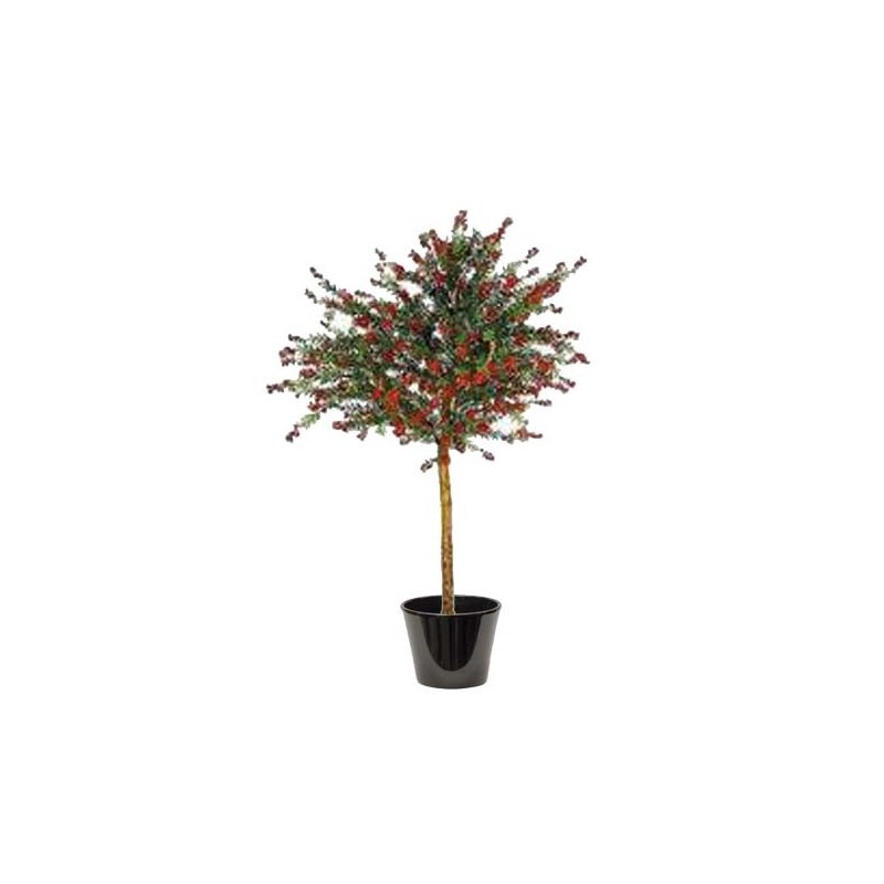 Callistemon speciosus (فرشاة الزجاج)