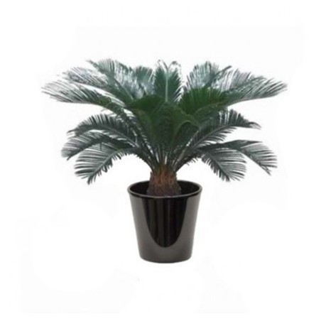 Cycas revoluta (السيكاس الياباني)