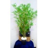 Bambou artificielles japonaise