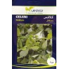 Graines de celeri
