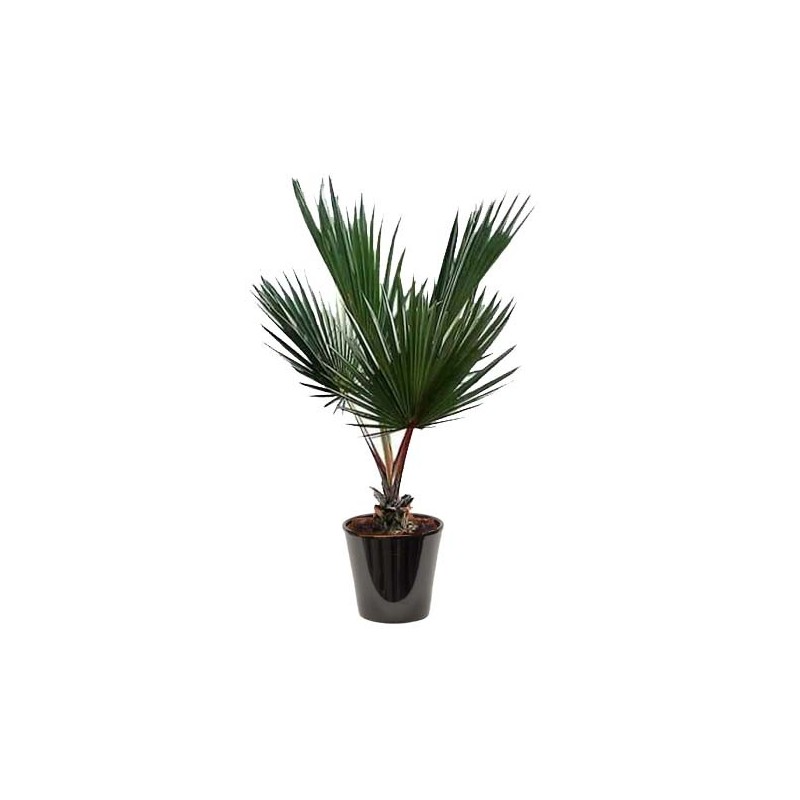 Latania (نخل اللاتان)