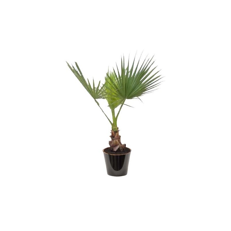Washingtonia filifera (الواشنطونيا الخيطية)