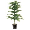 Araucaria Excelsa (الأروكاريا)